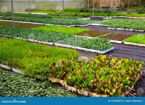 Growing Seedlings of Vegetables at Plant Nursery Stock Photo - Image of ...