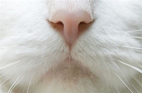 Cat Nose. Closeup of a cat's nose , #Sponsored, #Nose, #Cat, #Closeup ...