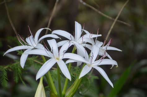 Swamp-Lily-Crinum-Americanum | Florida Paddle Notes