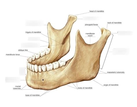 Mandibular Foramen