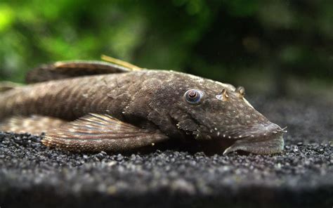 Bristlenose Pleco (Ancistrus cf. cirrhosus) - Aquatic Arts