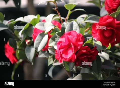 Beautiful, fresh flowers and plants growing in the bright sun Stock Photo - Alamy