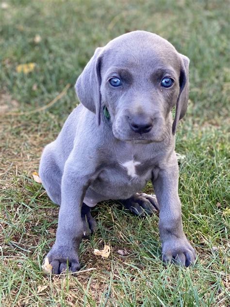 Weimaraner Puppies For Sale | Yelm, WA #375440 | Petzlover