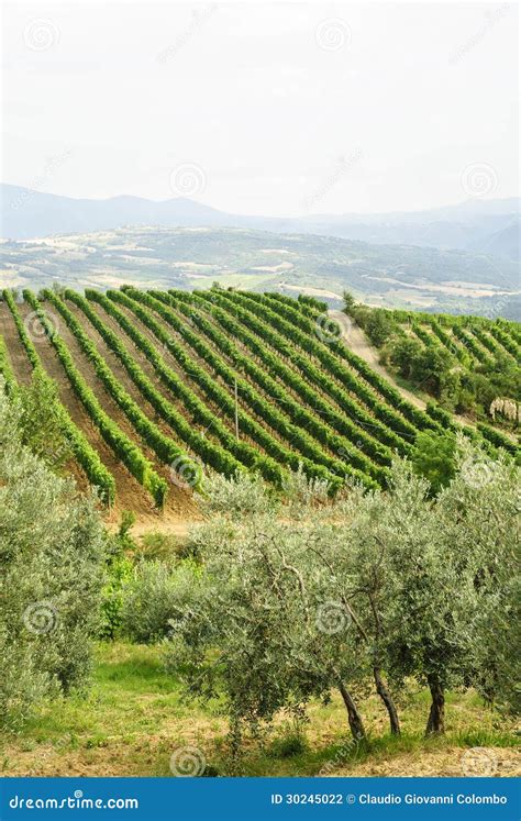 Vineyards of Montalcino (Tuscany) Stock Photo - Image of italy, cultivation: 30245022