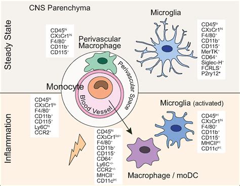 Frontiers | Microglia Versus Myeloid Cell Nomenclature during Brain Inflammation | Immunology