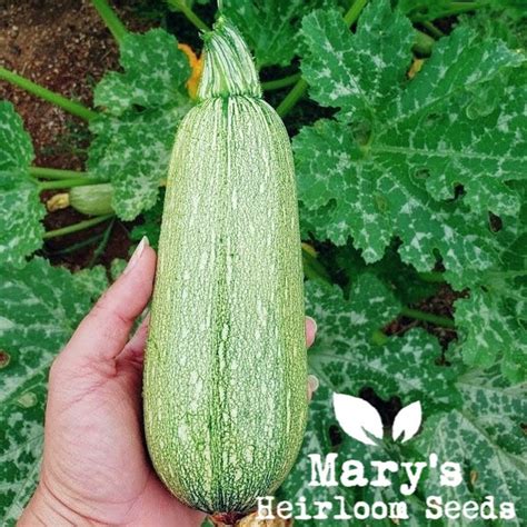 Grey Zucchini Squash – Mary's Heirloom Seeds