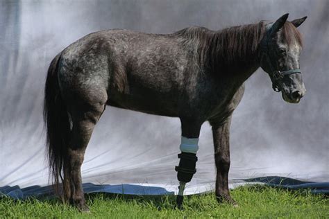 ‘My Bionic Pet’ Looks at Prosthetic Limbs for Animals - Speakeasy - WSJ