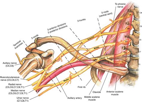 Brachial Plexus Block | Radiology Key