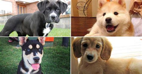 Most Popular Dog Breeds: The Crossbreeds Families Want in 2018