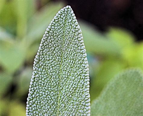 Leaf of Sage Photograph by Scott Carlton - Fine Art America