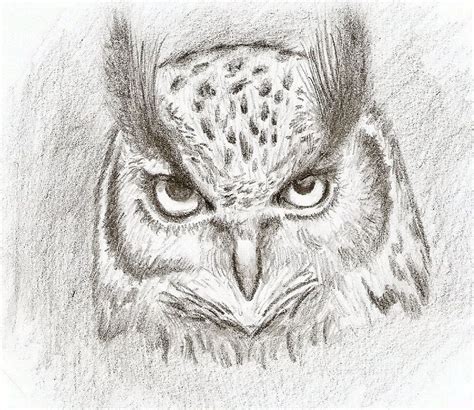 owl pencil drawing easy - Dannielle Singletary