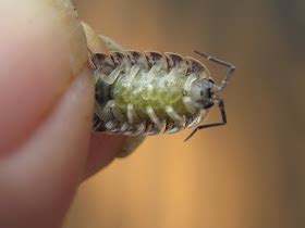 RAWRchelle's Insect Breeding Guides: Terrestrial Isopod Care and Breeding