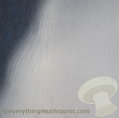 Pleurotus ostreatus : White Elm Mushroom – Spore Print – Everything Mushrooms