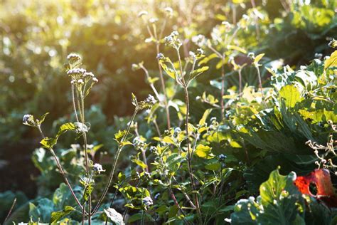 Blooming wildflowers grass field with natural sunlight 22922114 Stock ...