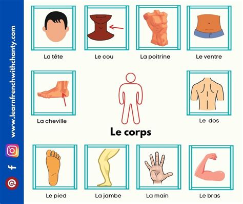 Body parts in French : vocabulary list and pronunciati| Learn French ...