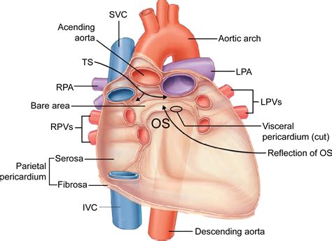 The transverse and oblique sinuses of the pericardium: Anatomic and echocardiographic insights ...