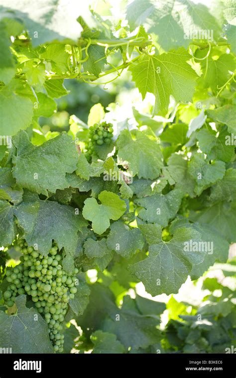 Green grapes on a vine Stock Photo - Alamy