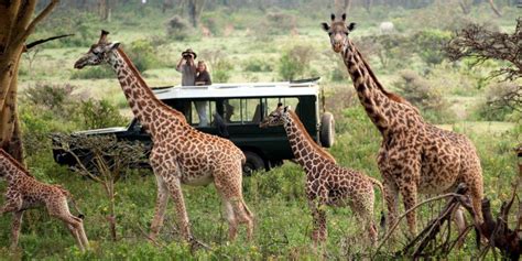 Top 5 Best Safari Spots In Africa - Welgrow Travels Blog