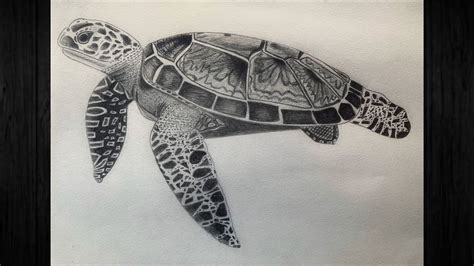 Speed drawing a realistic sea turtle - YouTube