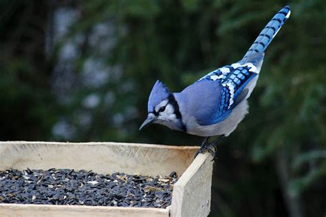 Blue Jays, The Surprisingly Aggressive Chicken Predator - Home in the ...