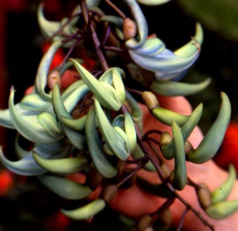 Andromeda Botanical Gardens Barbados | Antonio Ramblés travels