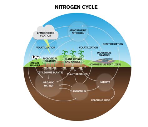 Plants – Nitrogen