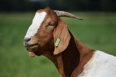 Boer Goat: Breed Info, Characteristics, Breeding, and Care