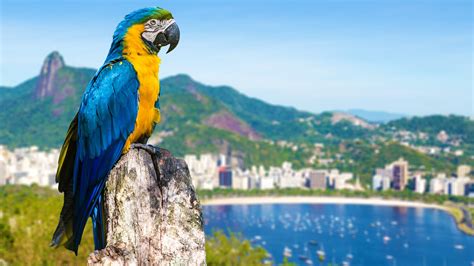 Blue and yellow macaw parrot in Rio de Janeiro, Brazil | Windows ...