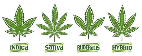 What is Cannabis Ruderalis Strain | Giving Tree Dispensary