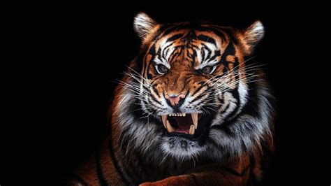 Tiger Roar Wallpapers - Top Free Tiger Roar Backgrounds - WallpaperAccess