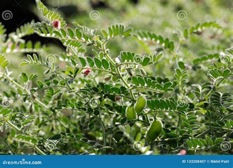 Fresh Green Chickpeas Field , Chick Peas Also Known As Harbara Or ...