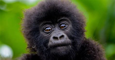 Baby Gorilla: 9 Facts and 9 Pictures - A-Z Animals