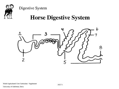 Horse Digestive System Diagram