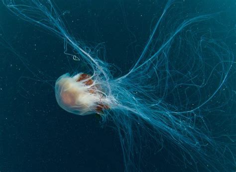 How do you treat a lion’s mane jellyfish sting? Now we know