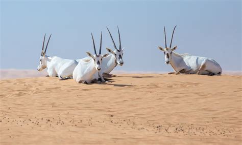 The Dubai Desert Conservation Reserve - One of the Top Attractions in ...