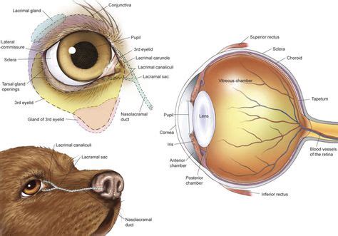 anatomy eye canine | dog canine eye drawing sketch image illustration | Vet medicine