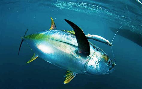 Yellowfin Tuna Wallpapers - Wallpaper Cave