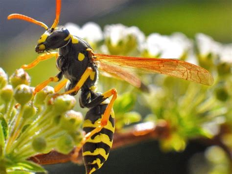 Insect Metamorphosis | Insect Life Cycles | EdZOOcating Adventures