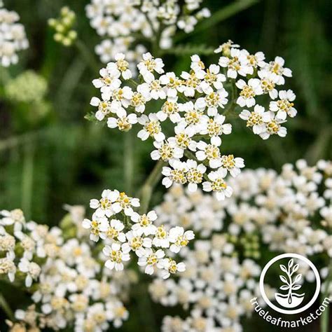 Achillea Seeds | White Yarrow Herb, Flower Gardening Seeds - Perennial ...