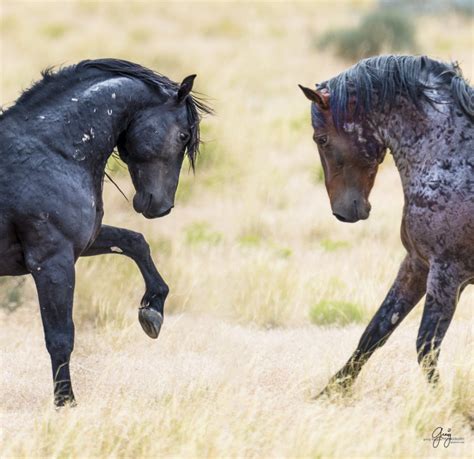 Wild Horses Fighting - Onaqui Herd - Photography of Wild Horses ...