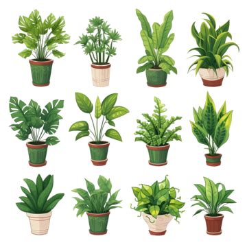 Green Plants In Pots Of Tropical Plants Isolated Plants, Vegetation, Bloom, Style PNG ...