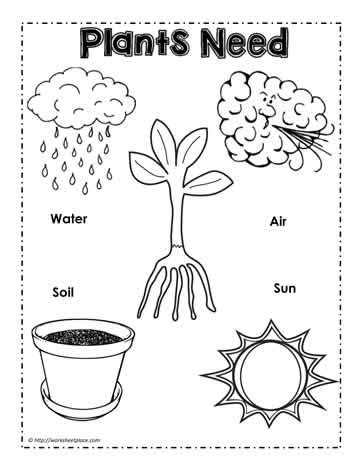 Plants Need Poster Worksheets