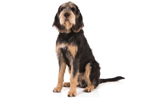 Otterhound - Temperament, Lifespan, Shedding, Puppy