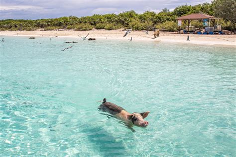 Big Major Cay; Home of the Famous Bahamas Swimming Pigs