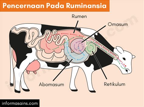 Sistem Pencernaan Pada Ruminansia - Homecare24