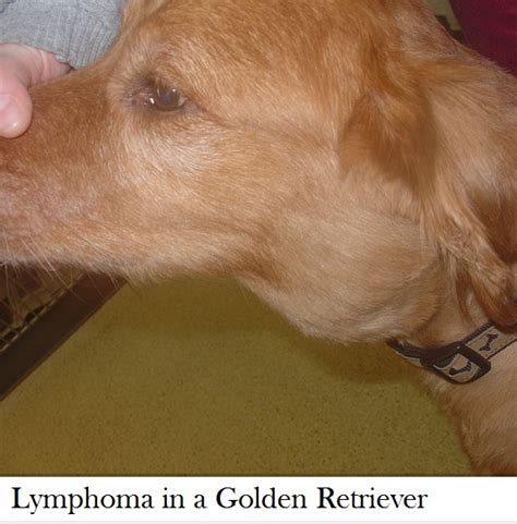 dog enlarged lymph node - Daily Dog Discoveries