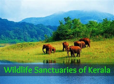 Wildlife Sanctuaries in Kerala - Paradise Holidays, Cochin