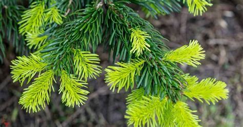 Spruce Tea - It's Never Not Teatime