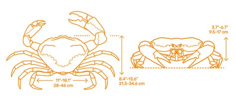 Tasmanian Giant Crab (Pseudocarcinus gigas) Dimensions & Drawings ...