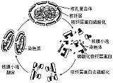 核纤层蛋白形成骨架结构支�于核膜的内侧，下图为细胞 高途 sketch template